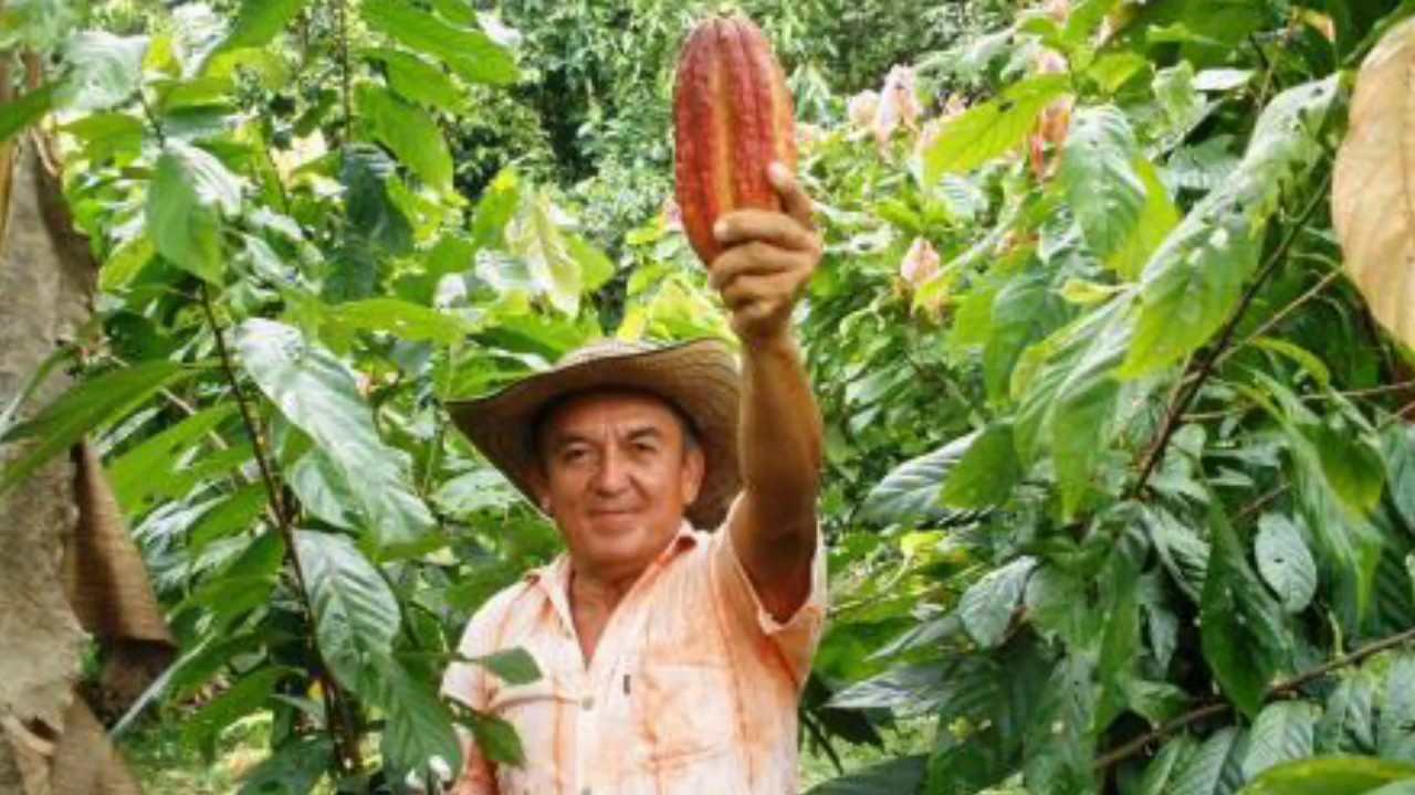 proyecto de exportacion de cacao a espa&ntilde;a