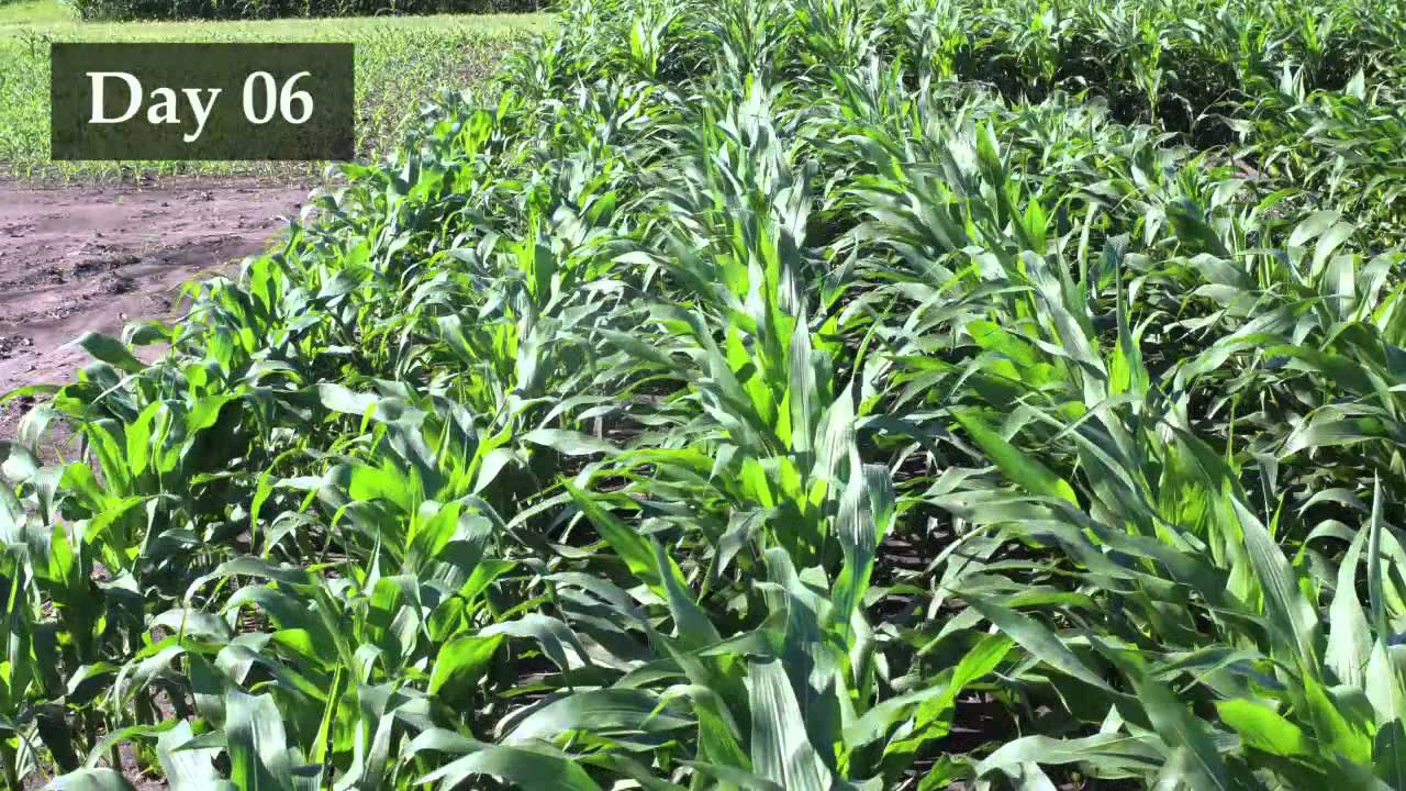 Corn Lodging and Recovery