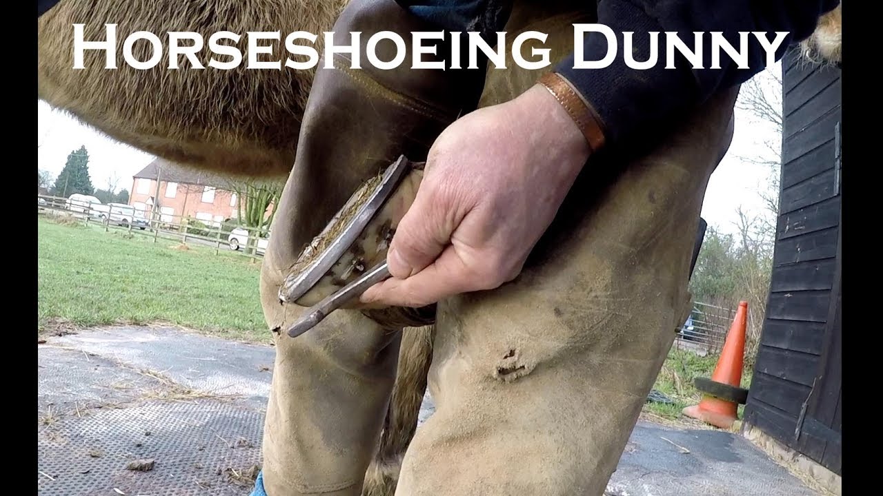Horseshoeing Dunny