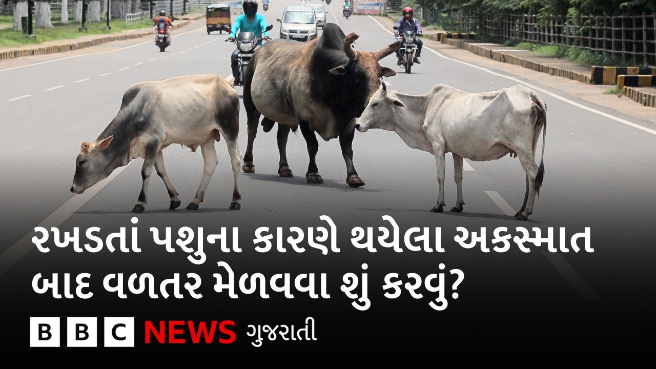 Gujarat : રખડતાં પશુઓના કારણે કોઈનું મૃત્યુ થાય તો જવાબદારી કોની?