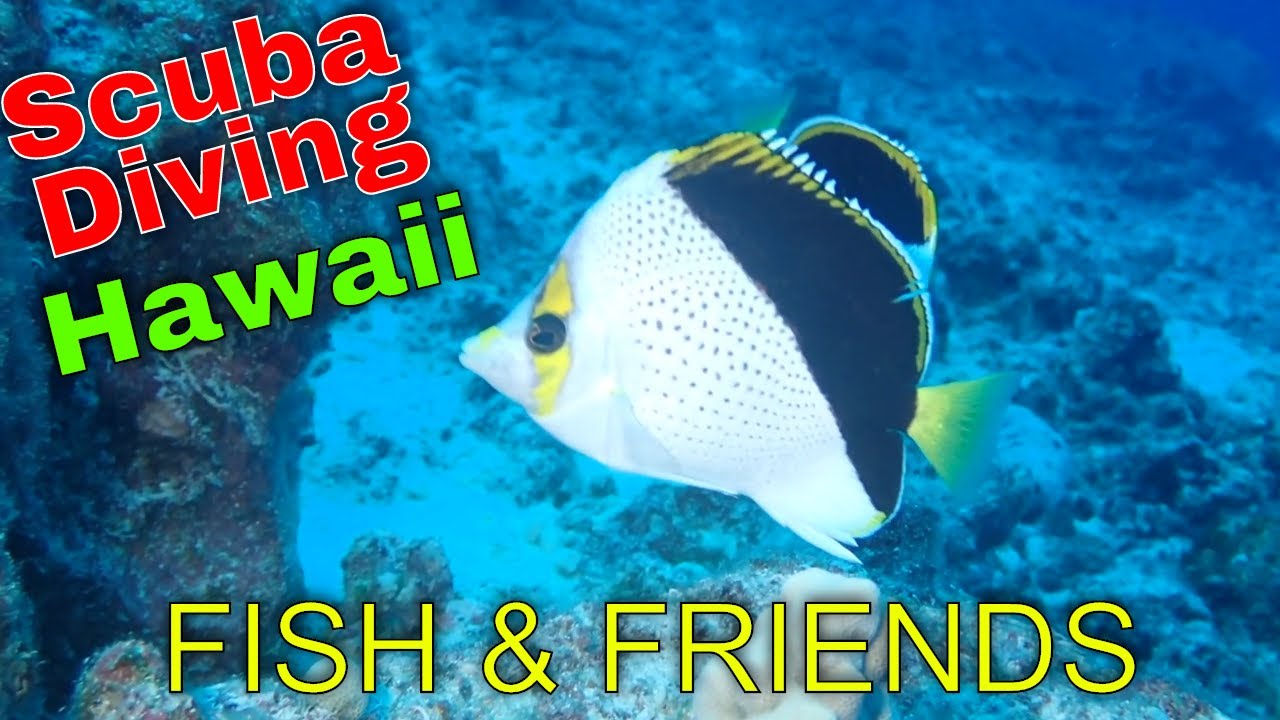 Scuba Diving in Hawaii with Fish & Friends | Kona Honu Divers
