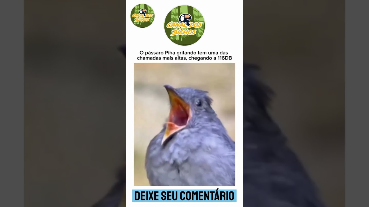 P&aacute;ssaro Piha: Canto impressionante