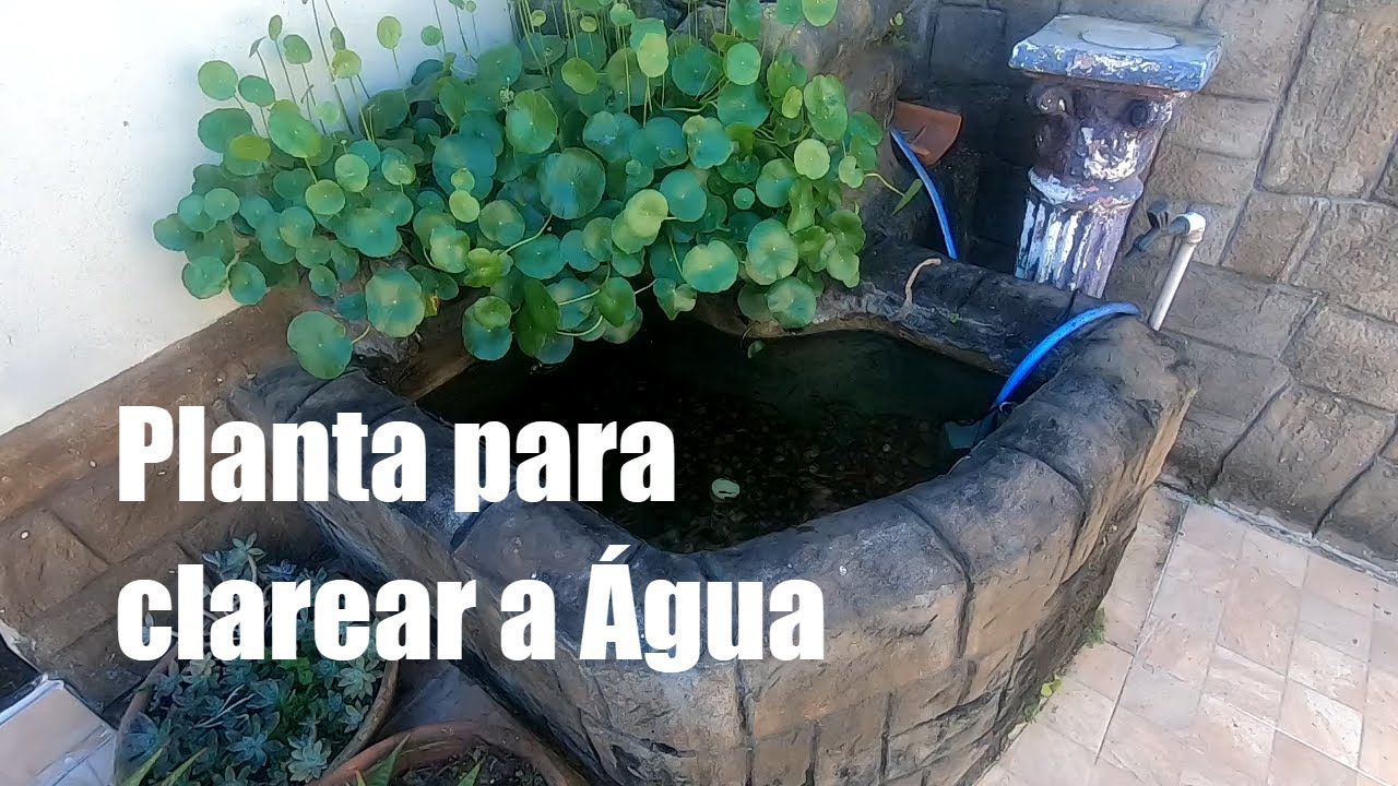 A melhor Planta para clarear a água do seu lago ornamental sem uv | Hydrocotyle | Plantas Aquáticas