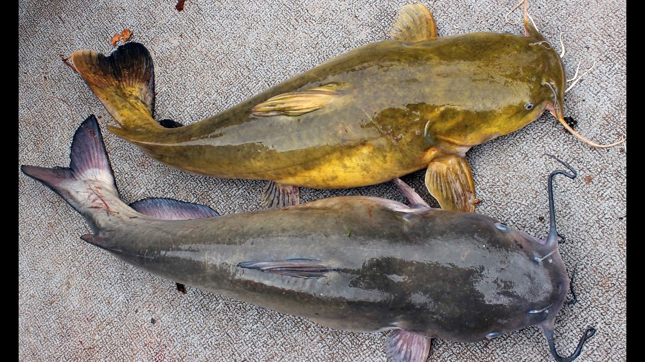How to Catch Catfish - Fishing for catfish in winter