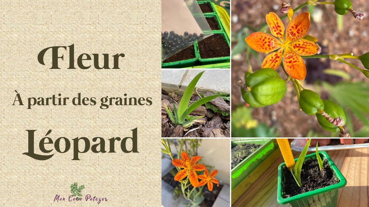 Fleur Léopard de la graine à la floraison