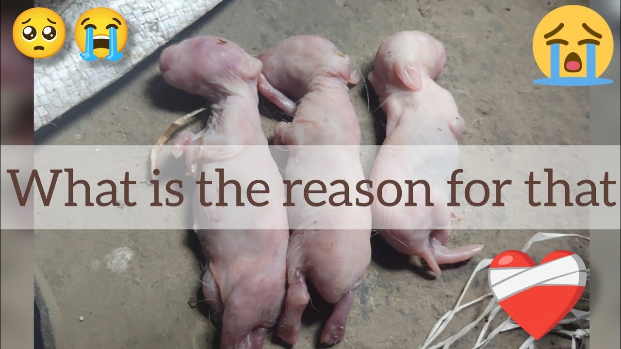 জন্মের পর খরগোশের বাচ্ছা মারা যাওয়ার কারণ কী🤨what is the reason 🎥🐰🐇☺🐇#rabbitcare#viralvideo🐇🐰🎥