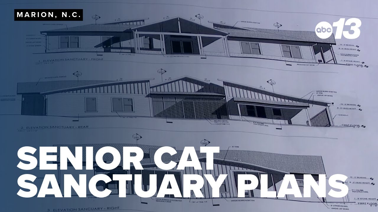 Senior cats find hope as sanctuary plans take shape in Marion