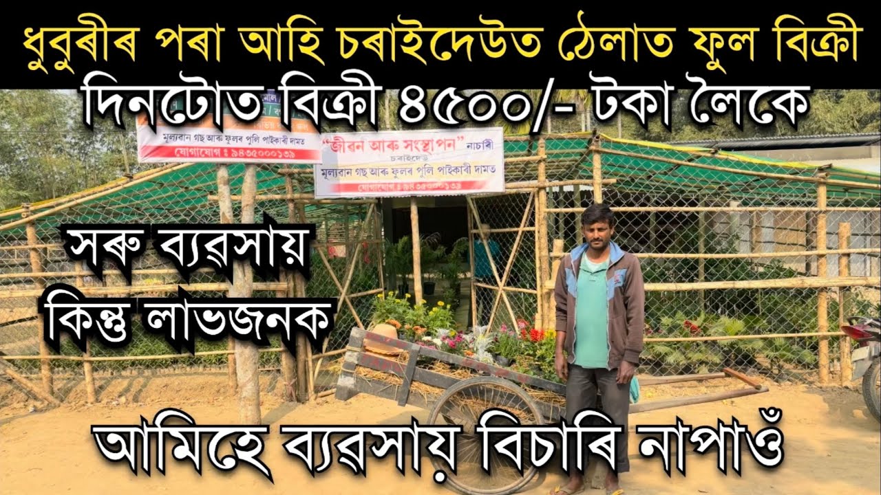 ধুবুৰীৰ পৰা আহি চৰাইদেউত ফুল বিক্ৰী কৰে আৰু আমি ব্যৱসায় বিচাৰি নাপাওঁ। Agarwood Plants in Assam