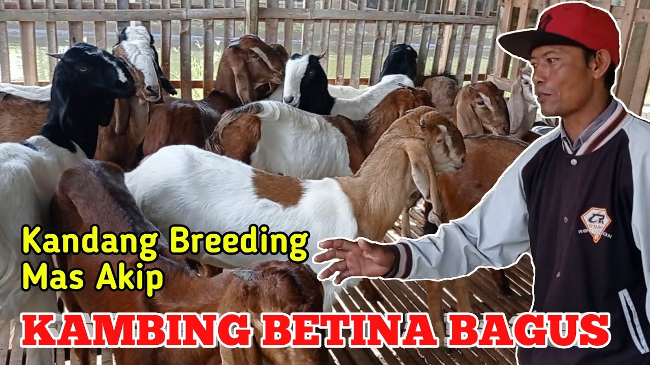 BIKIN NGILER!! KAMBING JAWA RANDU BETINA DI KANDANG MAS AKIP