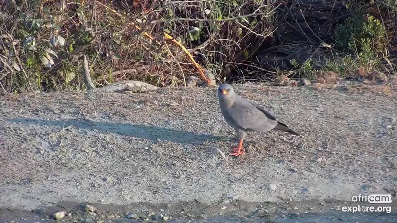 Pale Chanting Goshawk, a first on this cam? Rosie's Pan: Aug 14 2022, 7:30 AM SAST, explore.org