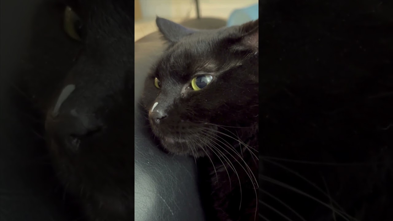 Cute Precious Piper Helps Recycle Yogurt Containers - My Adopted Shelter Cat Vlog  