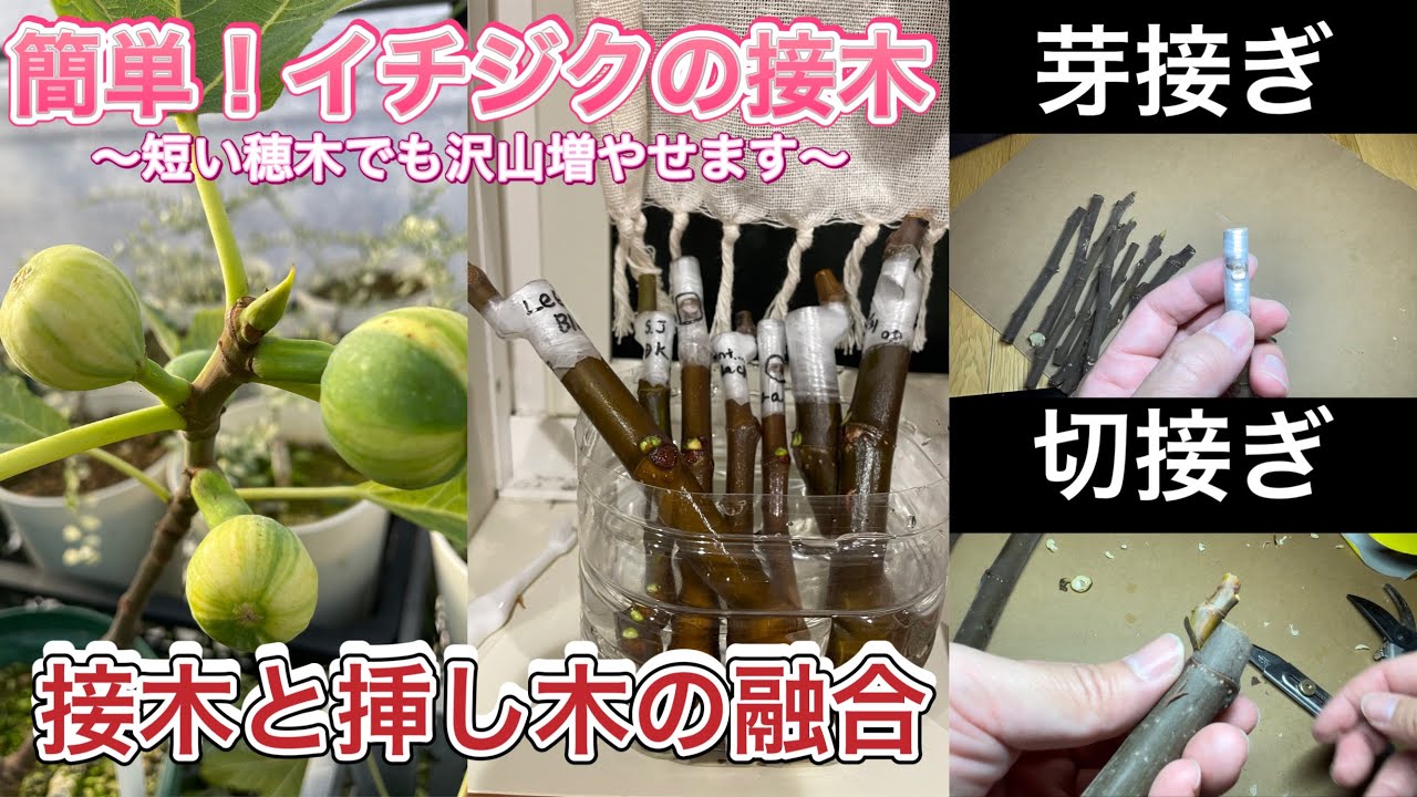 【イチジク接木】芽接ぎ・切接ぎ解説します！接挿しで効率良く苗を増やそう。挿し木・接木シーズンです！全力で楽しもうイチジク栽培。