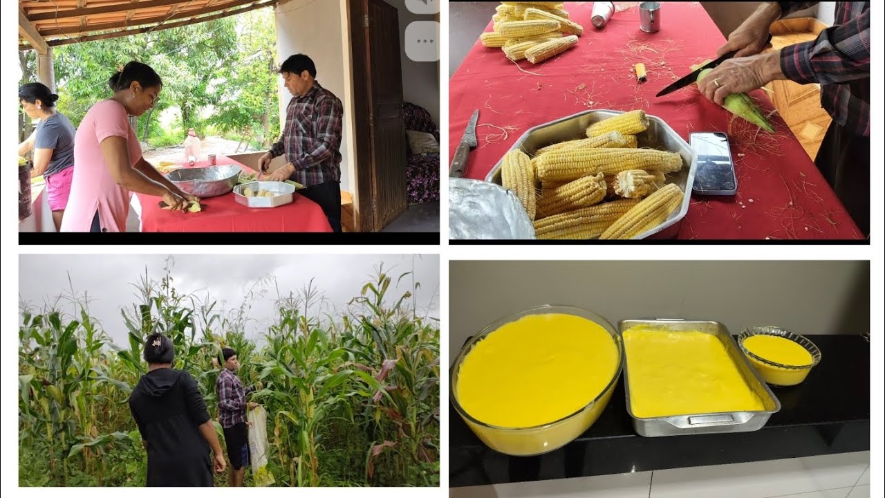 final de semana abençoado aqui na roça, colhemos milho verde/preparei mingau🌽🌽🌽🌽