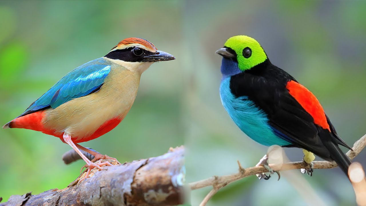10 Most Beautiful Small Birds in the World