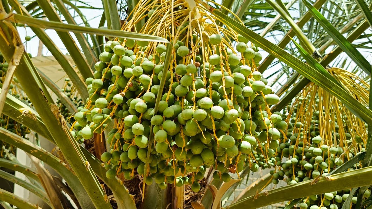Beautiful dates palm tree plantation
