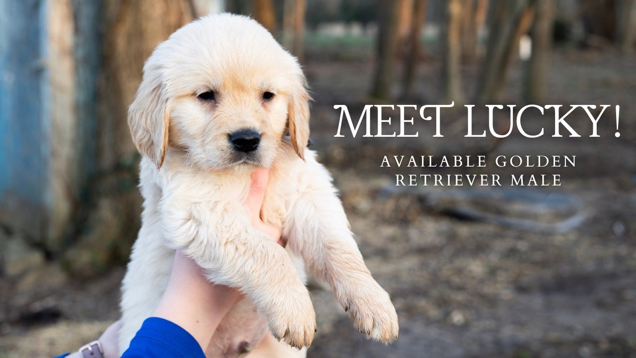 Meet Lucky! Available Male Golden Retriever Puppy