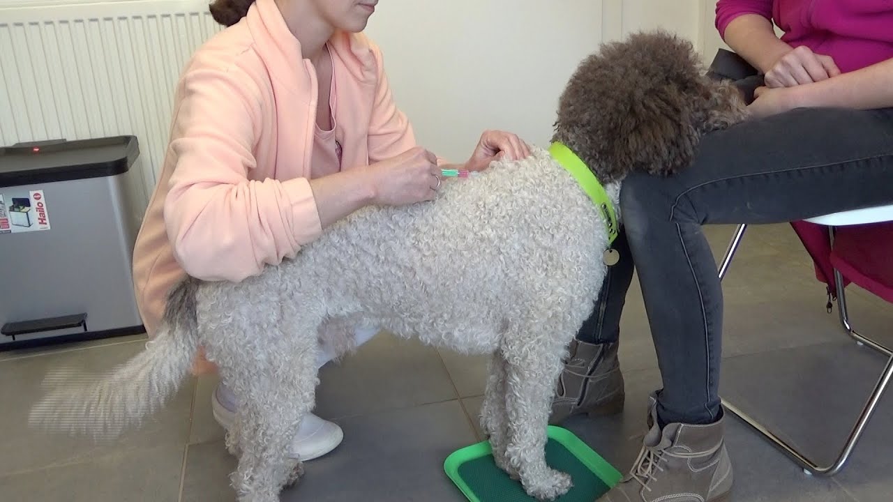 Hund l&auml;sst sich freiwillig impfen - Dog accepts a vaccination voluntarily