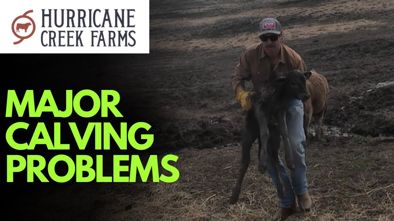 First major calving trouble of the year