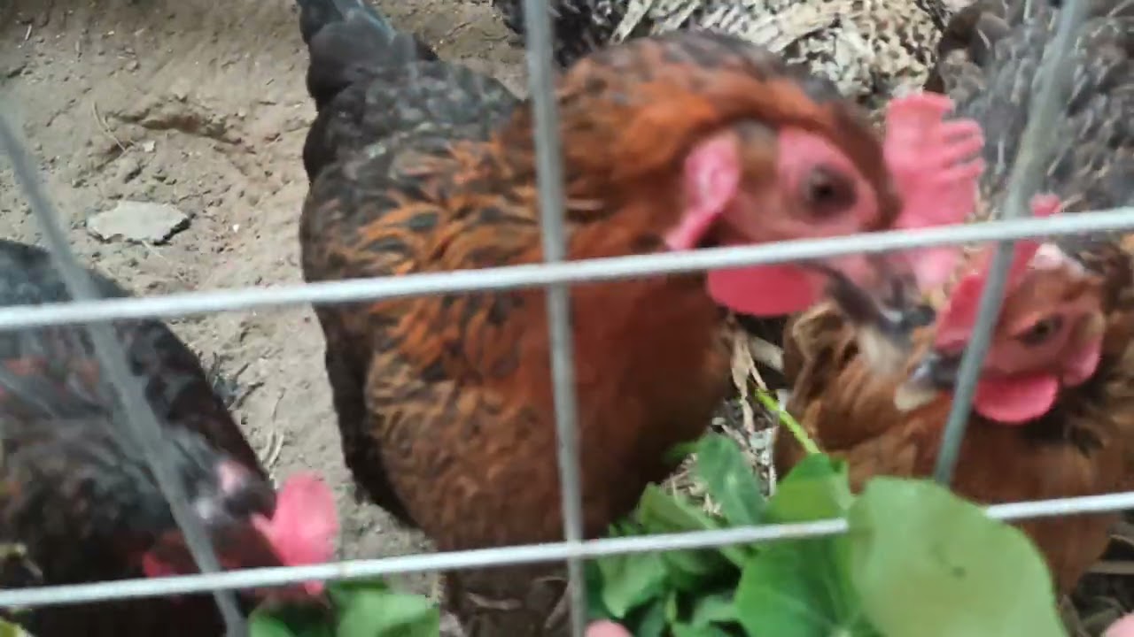 نبات اللاتيني كبوسين كبير أبو خنجر (الاسم العلمي Tropaeolum majus نبات فارق الجمال مزهر جاذب للنحل