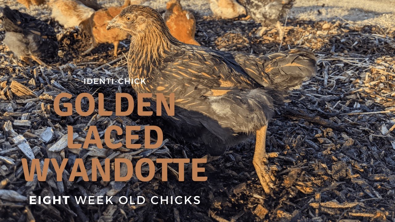 Golden Laced Wyandotte: 8-Week-Old Chicks