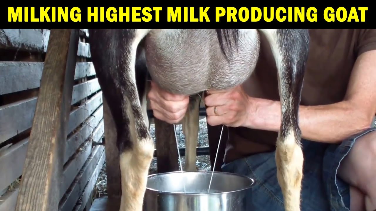 Milking Goat By Hand | Milking Highest milking Goat | Milking Alpine Goat | How to Milk a Goat