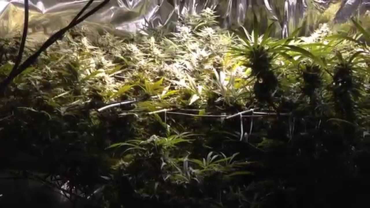 Sure to Grow vs Coca Mat ep5-6 side by side root comparison
