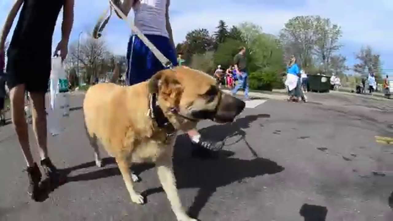 Dogs React to Camera II at the Furry Scurry