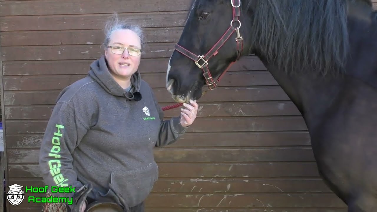 Try This Tip For Getting Hoof Boots On More Easily
