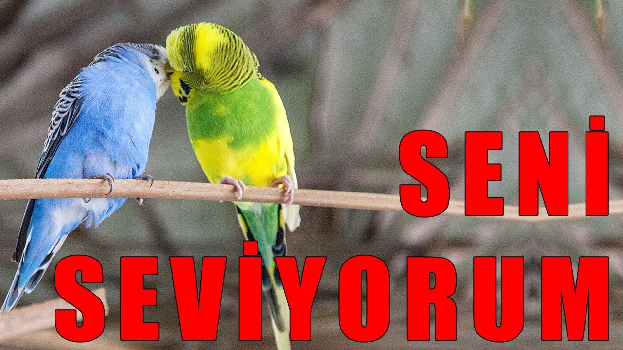 Kuşun Sana Seni Seviyorum Desin - Muhabbet Kuşu Konuşturma