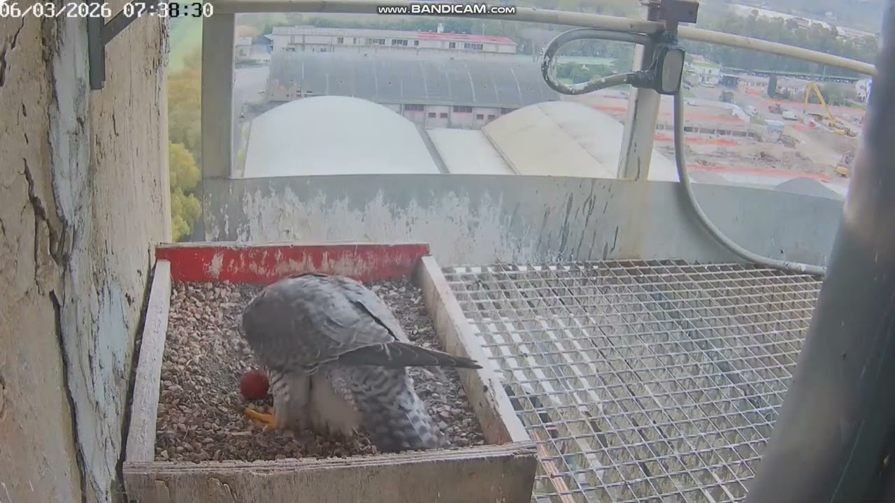 Birdcam.it  - Sokół wędrowny Roma -  Alrisha złożyła 2 jajko 🥚🥚Sirius z kontrolą 2026 03 06
