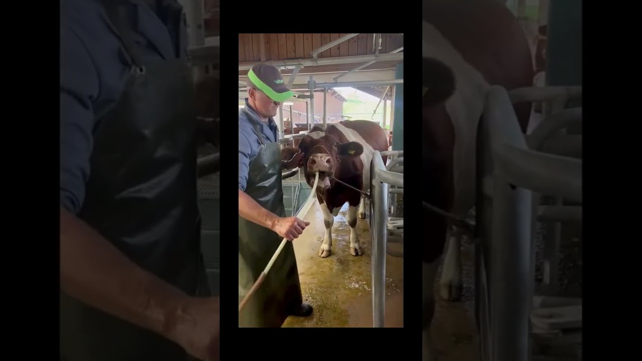 Einsatz einer Schlundsonde bei geblähten Kühen