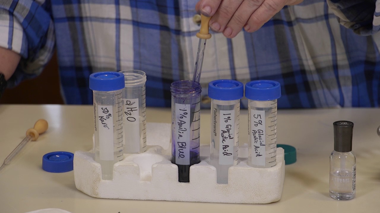 How to prepare seaweed slides
