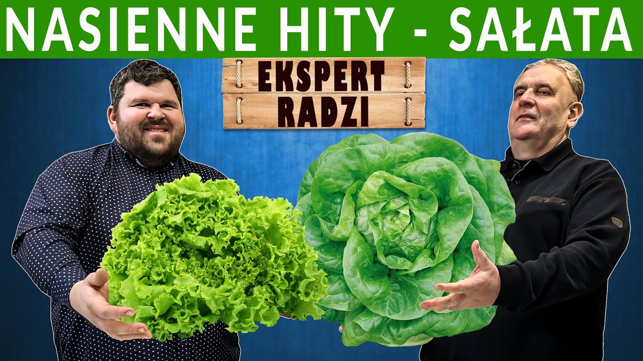 Najlepsze, sprawdzone odmiany sałaty do wysiewu. Porady eksperta.