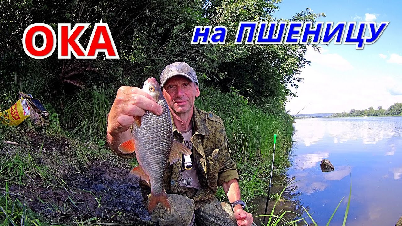 УДОЧКА и ПШЕНИЦА. Рыбалка на ОКЕ на СТУК.
