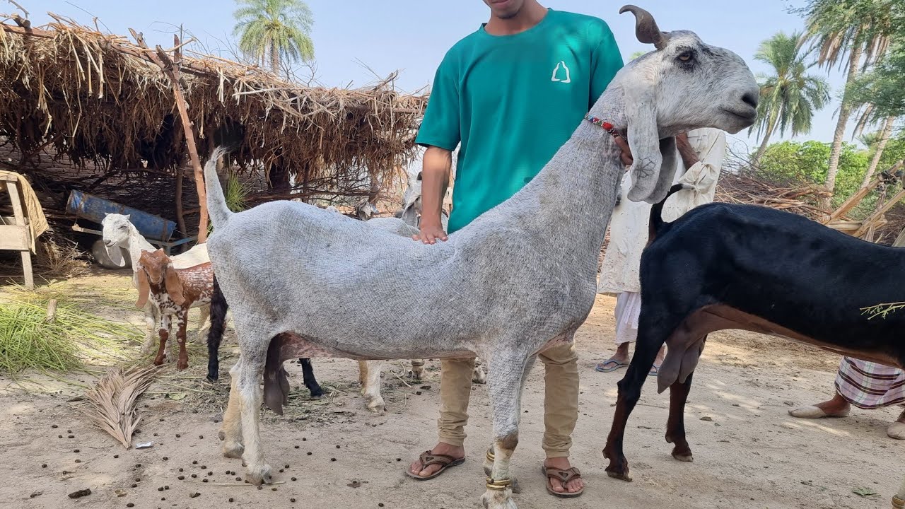 Big Goats that Dance on Bakra Eid 2021 | Complete Documentary
