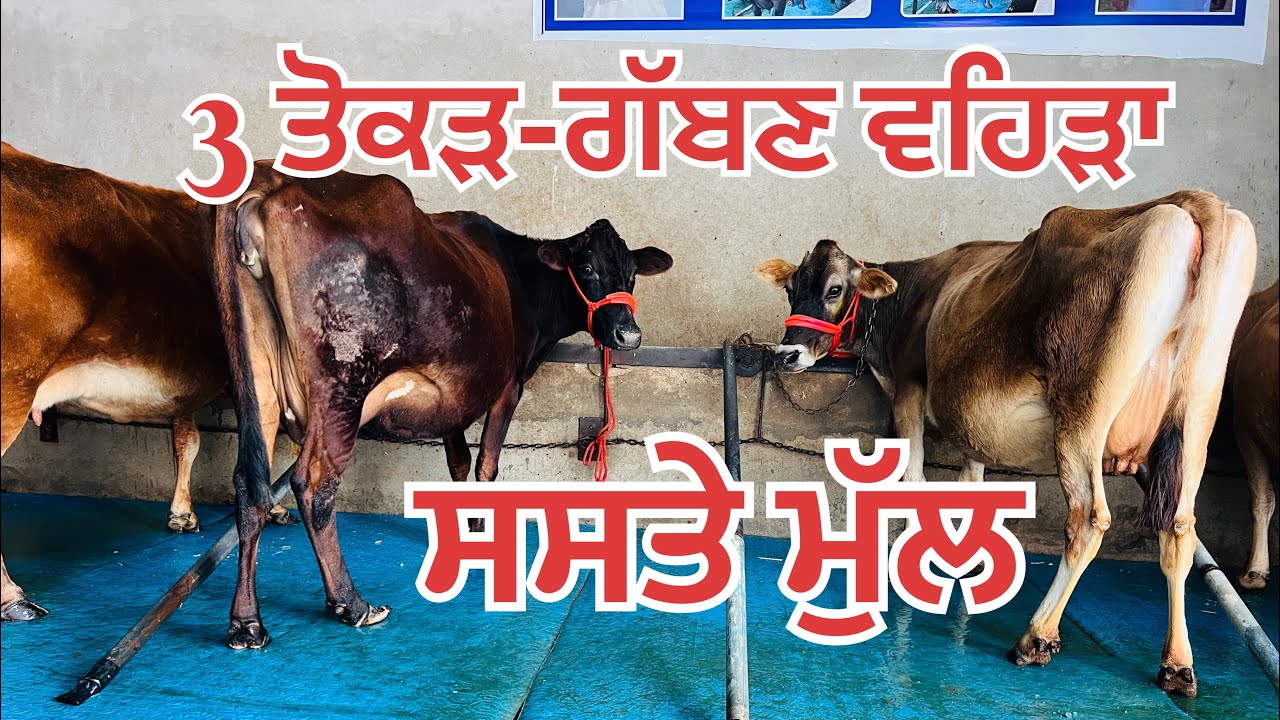 ਬਿਲਕੁਲ ਸਸਤੇ ਮੁੱਲ 🔥3 ਤੋਕੜ-ਗੱਬਣ ਵਹਿੜਾ 🔥3 cow for sale #brardairyfarmmoga 