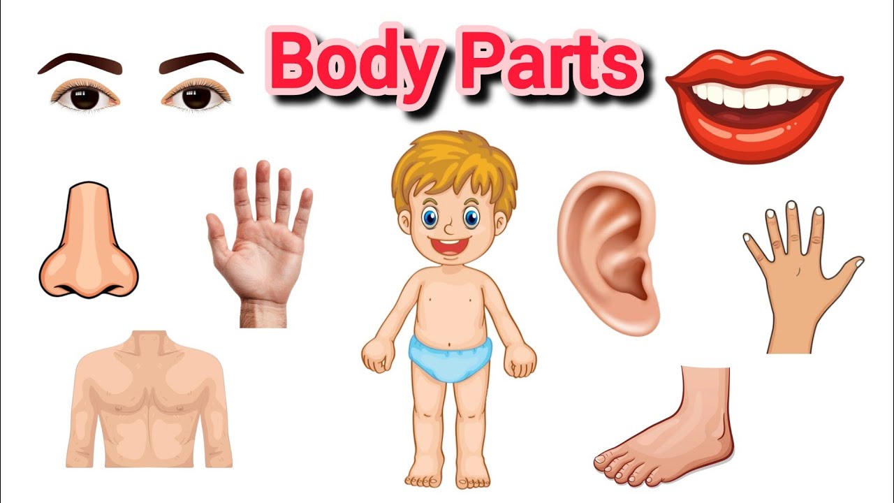 Body Parts | Human Body Parts | Learn Body Parts 