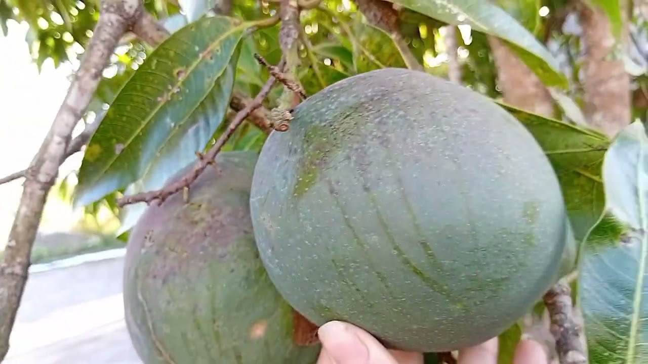 CHEGOU O TEMPO DAS FRUTAS AQUI NO INTERIOR DE SERGIPE/O DIA HOJE FOI BEM PRODUTIVO #interior 