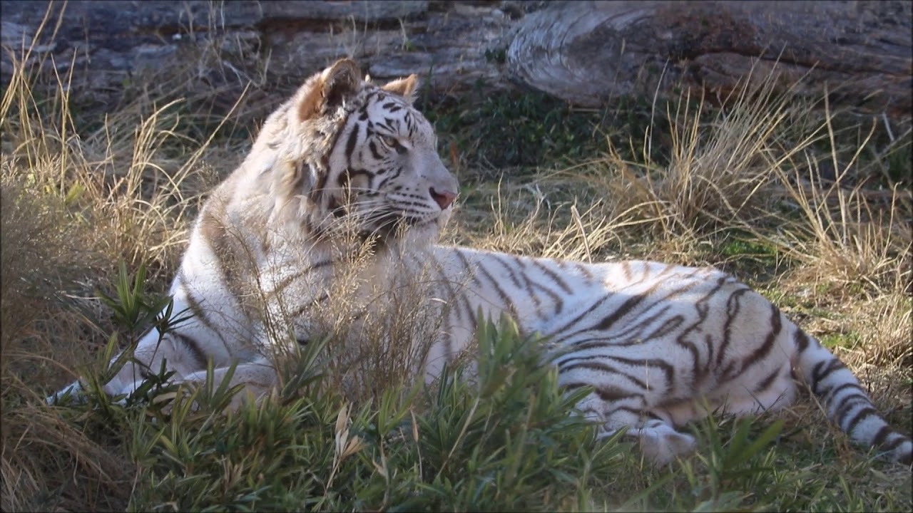 同居始めて1か月のナイト＆シロップ(white Bengal tigers)   in  アニマルキングダム