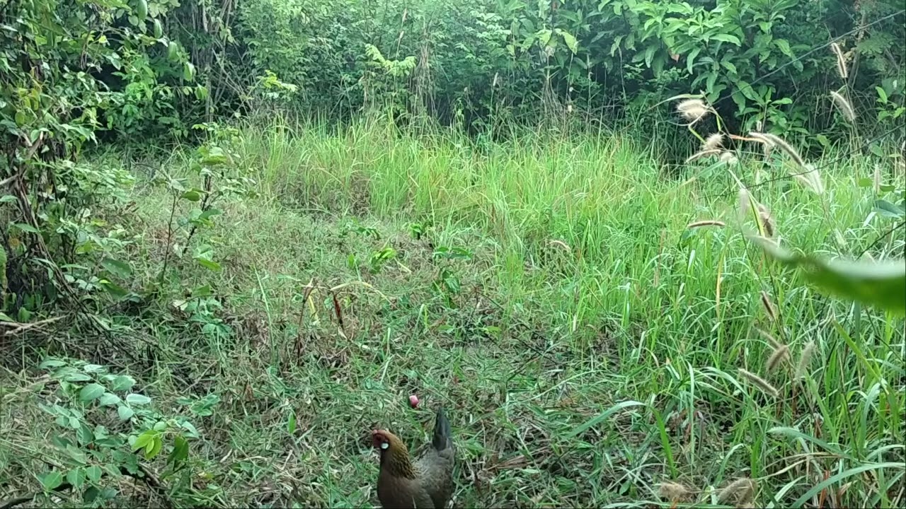 ធ្នាក់មេ