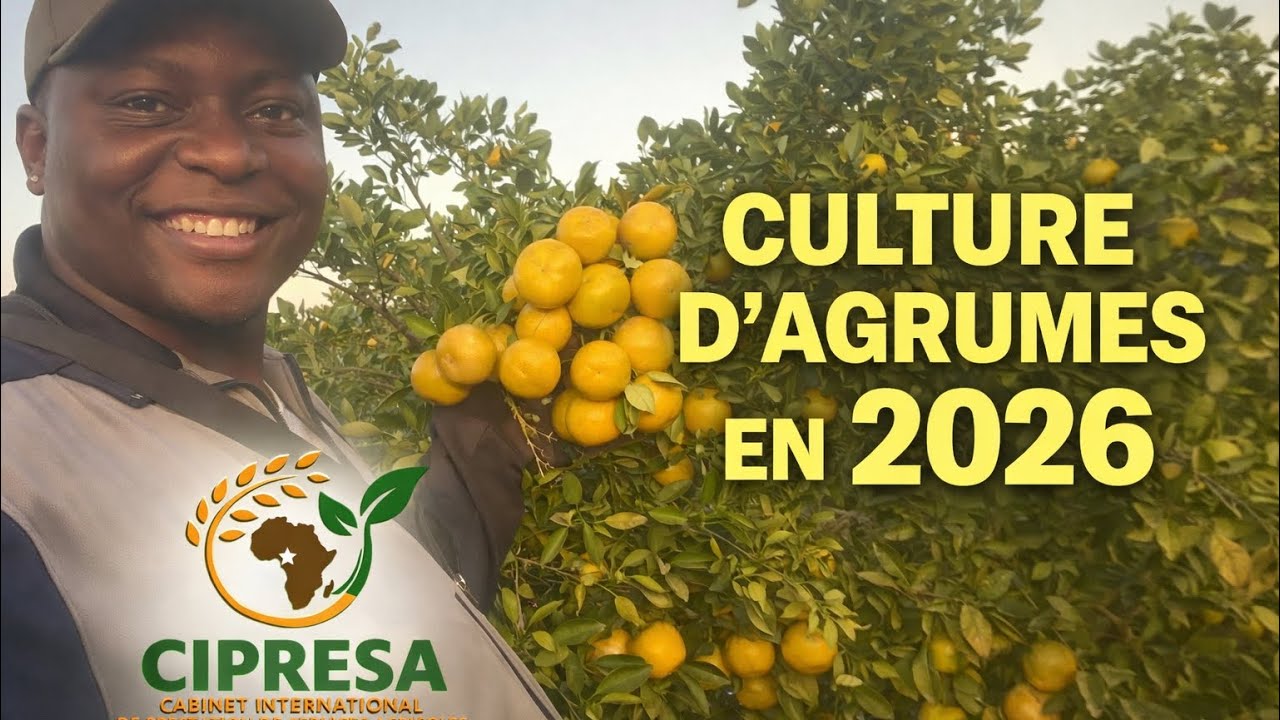 Production de Plants d’Agrumes : Spécial Greffage 2026