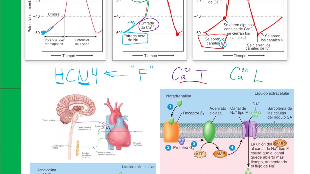 Fisiología cardiovascular
