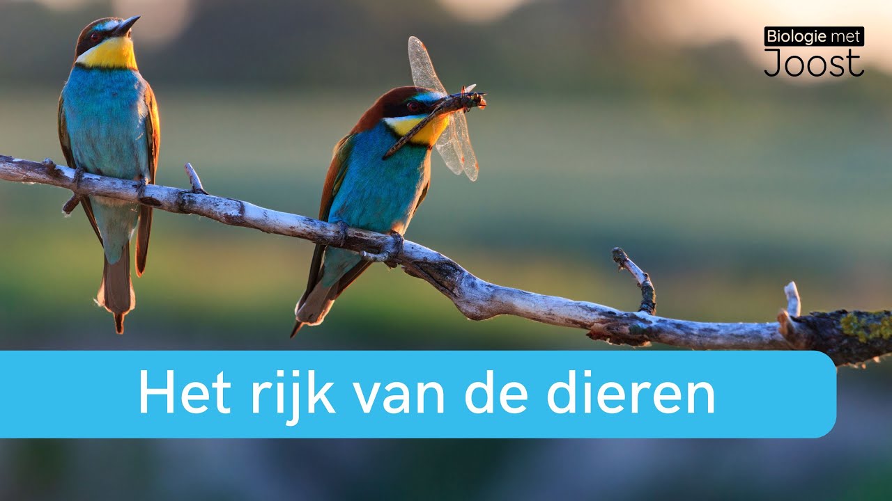 Ordening | Het rijk van de dieren | Samenvatting