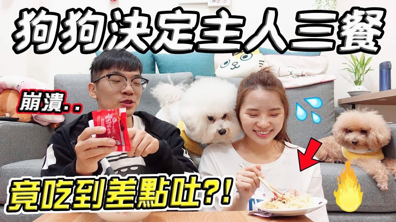 大挑戰！讓狗狗決定我們的三餐 竟吃到差點吐？！『愛犬報復主人』Dogs Decide Our Meals【希露弟弟啃雞腿】比熊 貴賓 Bichon Frise Poodle
