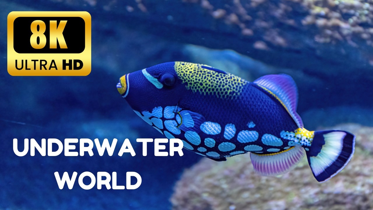 Underwater World 4K ULTRA HD –  Sea Animals & Marine life Relaxation
