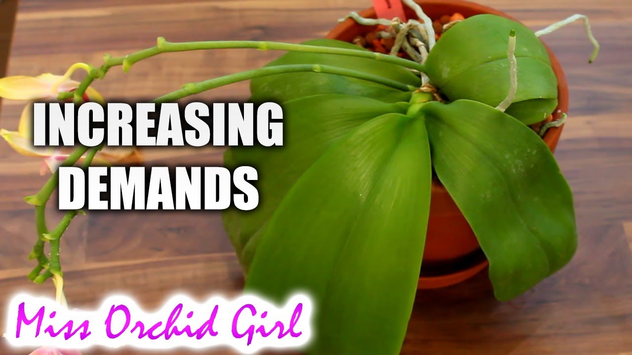 How Orchid development can reflect on care - Demanding Phalaenopsis
