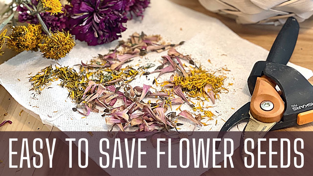 Easy To Save Flower Seeds 🌱🌱🌱 || Flower Seeds Saving || Zinnia Seeds || How To Save Flower Seeds