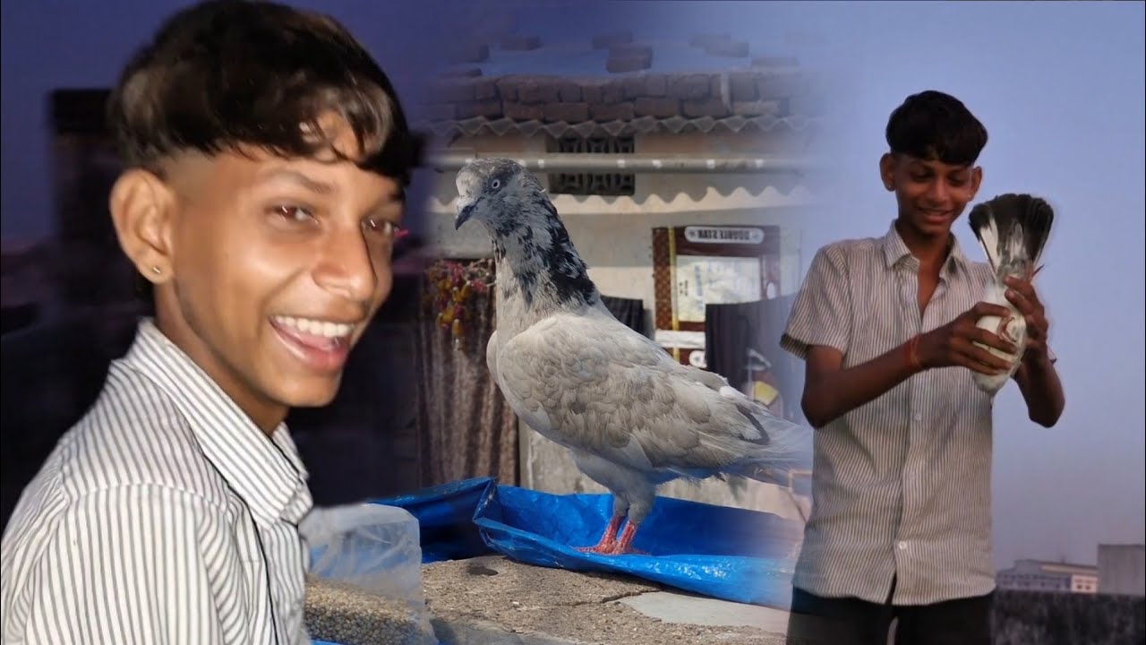 Ye toh jana pehchana hai 😅!! Dono ko pakad liya🤫 #trending #thepigeon24 #pigeon 