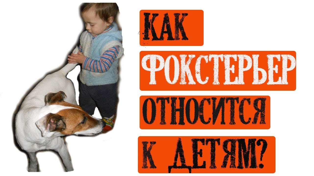 Фоксблог/Как фокстерьер относится к детям?