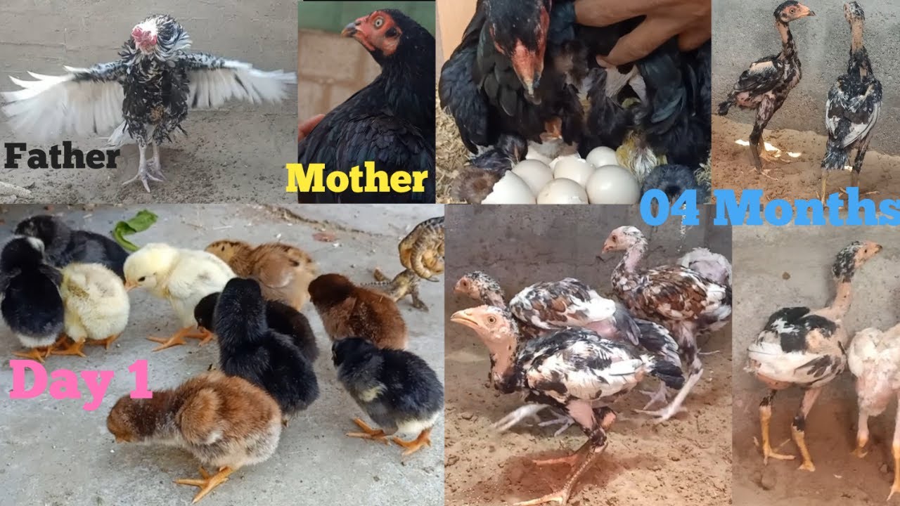9 Chiks Growth Day 1 To 4 Months Old || Beautiful Pakistani Aseel Rooster Chicks